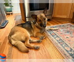 Small #8 German Shepherd Dog