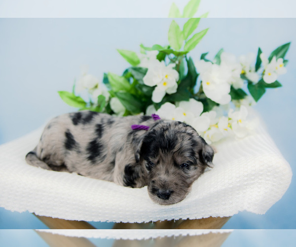 Medium Photo #13 Bordoodle Puppy For Sale in STRAFFORD, MO, USA