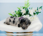 Small Photo #13 Bordoodle Puppy For Sale in STRAFFORD, MO, USA