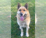 Small German Shepherd Dog