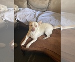 Puppy 6 American Pit Bull Terrier-Unknown Mix