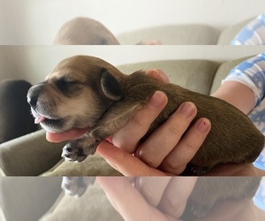 Dachshund Puppy for sale in DAYTON, TN, USA