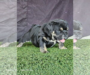 English Bulldog Puppy for sale in CHARLOTTE, NC, USA
