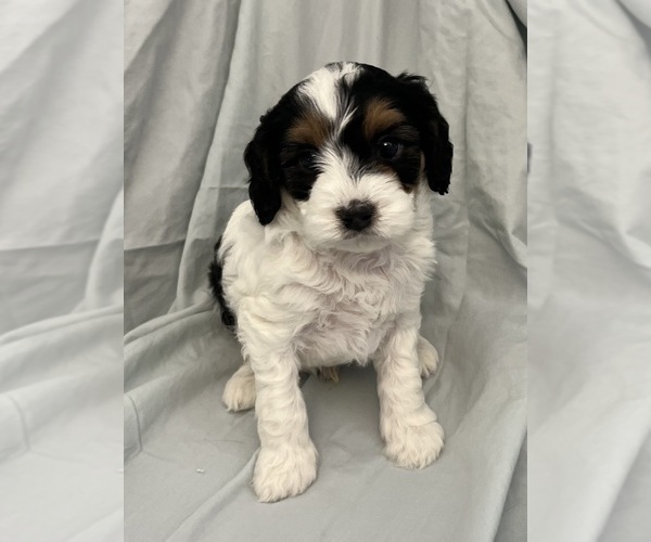 Medium Photo #28 Cavapoo Puppy For Sale in PENSACOLA, FL, USA