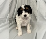 Small Photo #28 Cavapoo Puppy For Sale in PENSACOLA, FL, USA