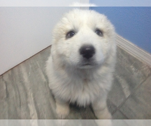 Medium Photo #1 Great Pyrenees Puppy For Sale in BELEN, NM, USA