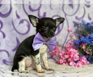 Chihuahua Puppy for sale in LANCASTER, PA, USA