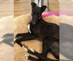 Small #1 Greyhound
