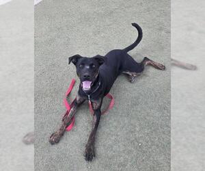 Holland Shepherd-Unknown Mix Dogs for adoption in Las Vegas, NV, USA