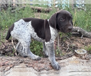 German Shorthaired Pointer Puppy for sale in WOODLAND PARK, CO, USA