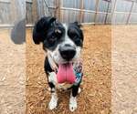 Small #5 Australian Shepherd Mix