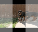 Small Photo #1 Rottweiler Puppy For Sale in ELK GROVE, CA, USA