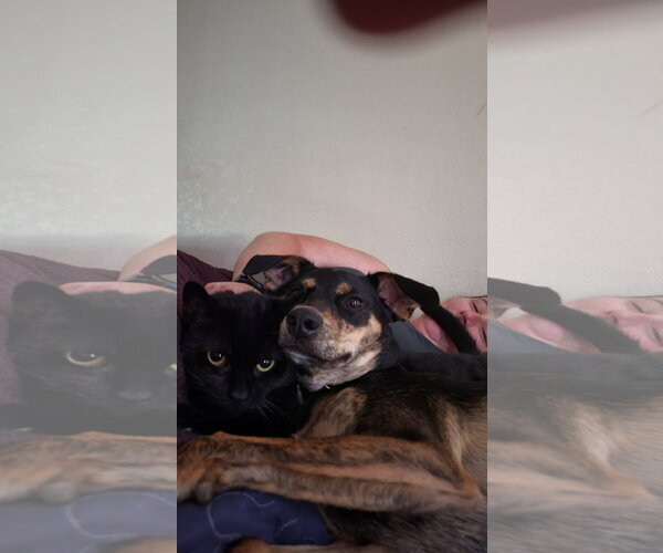 Medium Photo #2 Doberman Pinscher-Retriever  Mix Puppy For Sale in Virginia Beach, VA, USA
