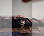 Small #1 Doberman Pinscher-Retriever  Mix