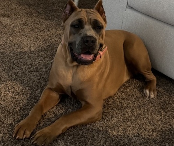 Medium Photo #1 Cane Corso Puppy For Sale in ELGIN, OK, USA