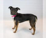 Small #6 Jack Russell Terrier Mix