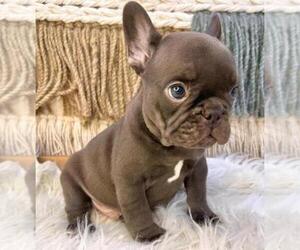 French Bulldog Puppy for Sale in DANBURY, Connecticut USA