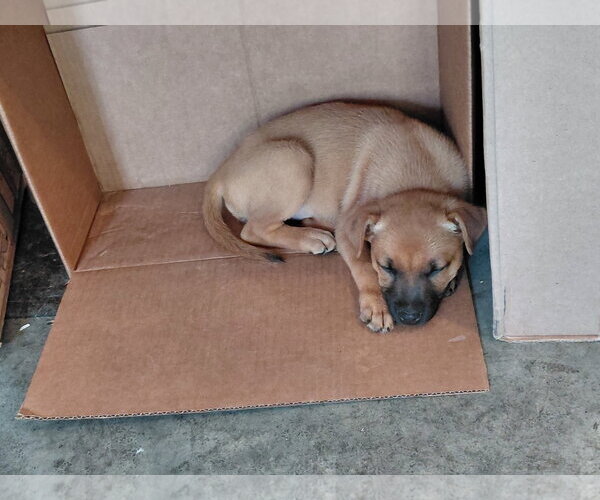 Medium Photo #4 German Shepherd Dog-Unknown Mix Puppy For Sale in Holly Springs, NC, USA