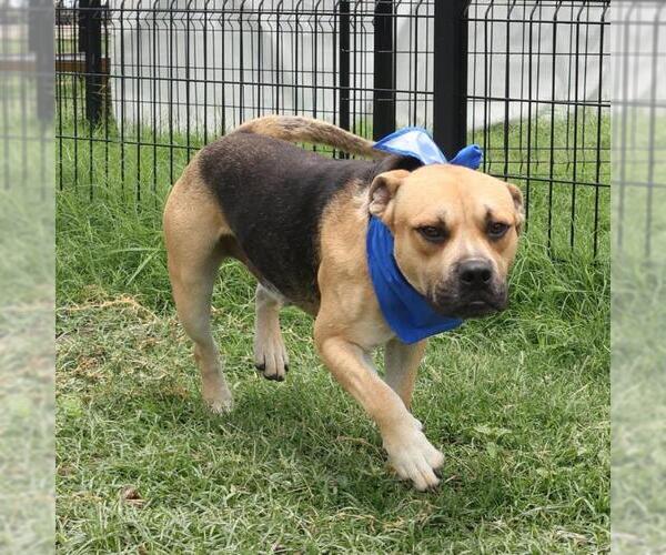 Medium Photo #1 American Staffordshire Terrier-Unknown Mix Puppy For Sale in San Antonio, TX, USA
