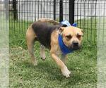 Small American Staffordshire Terrier Mix