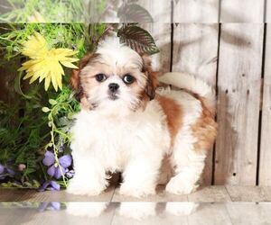 Shih Tzu Puppy for sale in MOUNT VERNON, OH, USA