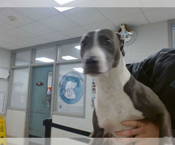 Medium Photo #1 American Pit Bull Terrier-Unknown Mix Puppy For Sale in Oklahoma City, OK, USA