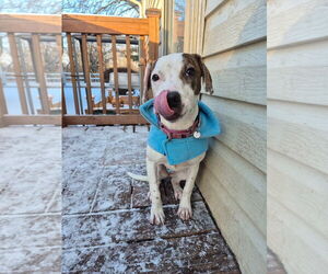 Beagle-Unknown Mix Dogs for adoption in Techny, IL, USA