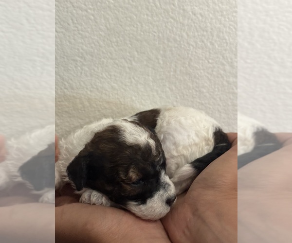 Medium Photo #16 Bernedoodle (Miniature) Puppy For Sale in LONGMONT, CO, USA