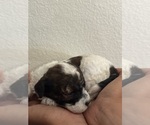 Small #15 Bernedoodle (Miniature)