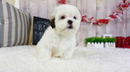 Small Photo #4 Mal-Shi Puppy For Sale in LAS VEGAS, NV, USA