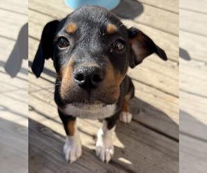 Bloodhound-Rottweiler Mix Dogs for adoption in MIDWAY, UT, USA