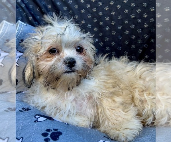 Medium Photo #4 Zuchon Puppy For Sale in RENO, NV, USA