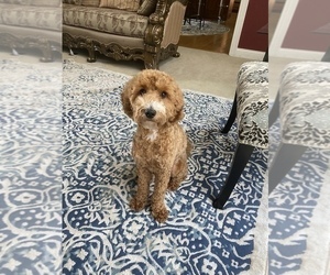 Poodle (Miniature) Puppy for sale in LOUISVILLE, KY, USA