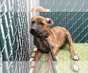 Chihuahua-Unknown Mix Dogs for adoption in Downey, CA, USA