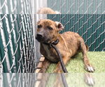 TIGER - Male Chihuahua-Unknown Mix Dog for Adoption - Small photo