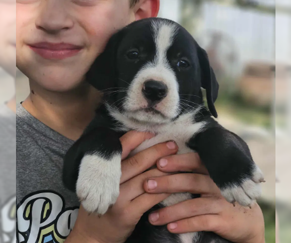 Medium Photo #5 Australian Shepherd-Beagle Mix Puppy For Sale in Wakefield, RI, USA