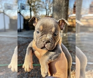 American Bully Puppy for Sale in HENRICO, Virginia USA