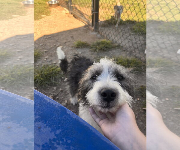 Medium Photo #5 Mutt Puppy For Sale in Pacolet, SC, USA