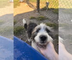 Small Photo #5 Mutt Puppy For Sale in Pacolet, SC, USA