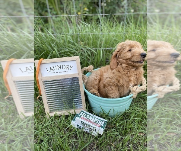 Medium Photo #4 Golden Retriever-Poodle (Toy) Mix Puppy For Sale in LITHIA, FL, USA