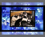 Small Photo #20 Cowboy Corgi Puppy For Sale in GALLEGOS, NM, USA