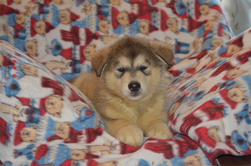 View Ad: Alaskan Malamute Litter of Puppies for Sale near ...