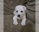 Small #3 Great Pyrenees Mix