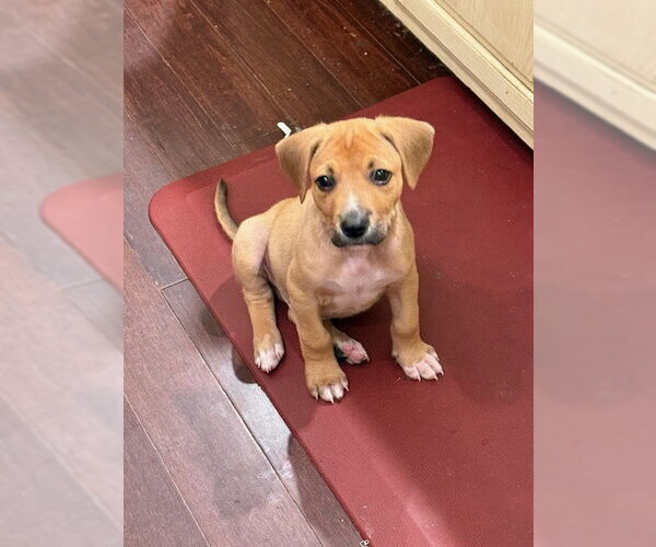 Medium Photo #1 Boxador Puppy For Sale in Plainfield, IL, USA