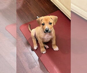 Boxador Dogs for adoption in Plainfield, IL, USA