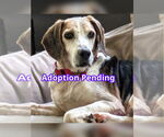 Small #1 Beagle