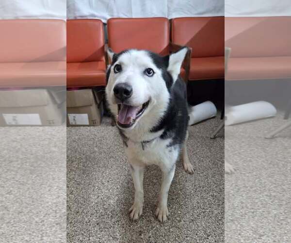 Medium Photo #2 Siberian Husky Puppy For Sale in Martinsburg, WV, USA