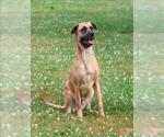 Small Black Mouth Cur Mix