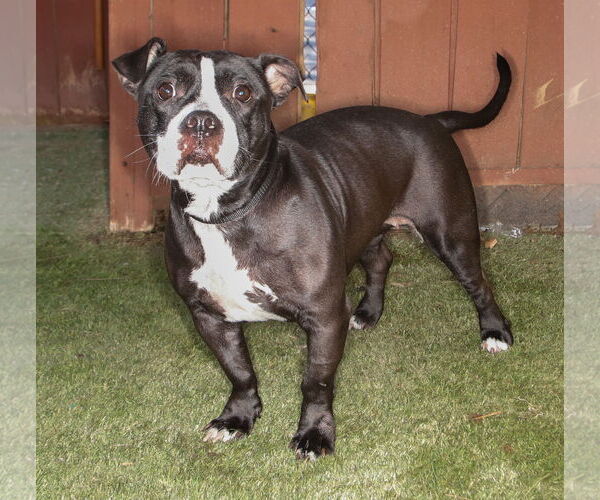 Medium Photo #3 American Staffordshire Terrier-Bulldog Mix Puppy For Sale in Oakland Park, FL, USA