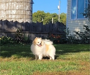 Father of the Pomeranian puppies born on 08/21/2026